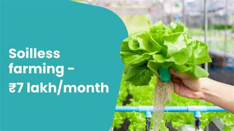 Learn About Soilless Farming And Earn In Lakhs Per Month