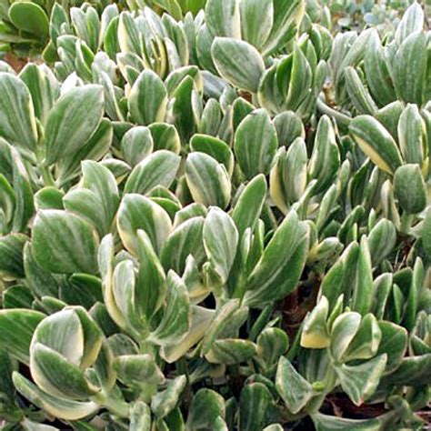 Crassula Ovata Tricolor Jade Plant Mountain Crest Gardens