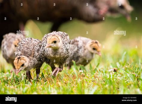 Baby Turkeys Hi Res Stock Photography And Images Alamy