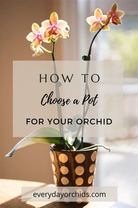 How To Choose A Pot For Your Orchid Orchid Pot Repotting Orchids