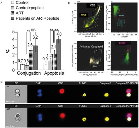 Frontiers Killing Of Latently Hiv Infected Cd4 T Cells By Autologous