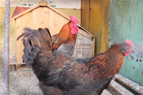 Oeufs de Marans noire et bleue à camail cuivré BCC NCC Coco Eco