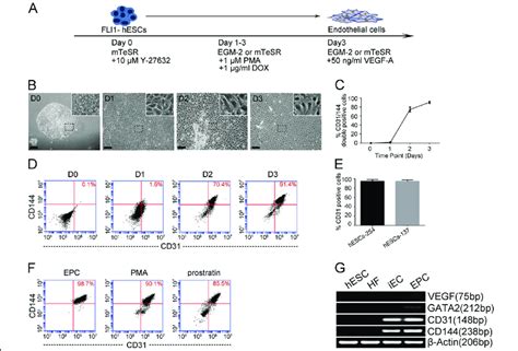 Fli And Pkc Co Activation Mediated Hescs Differentiation Into Iecs A