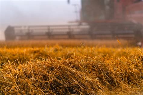 Combine Harvester In Action On Wheat Field Wheat Harvesting Stock