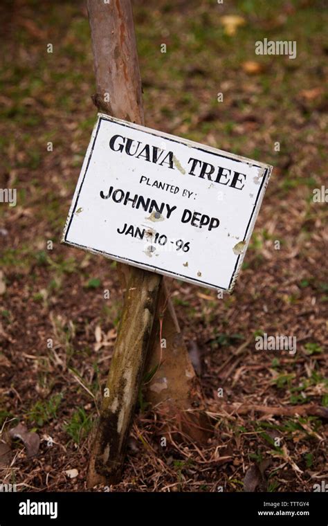 Tronco de árbol de guayaba fotografías e imágenes de alta resolución