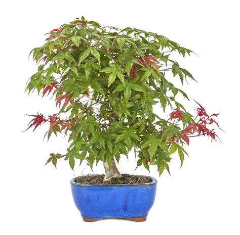 Acer palmatum deshojo Bonsái 19 años Arce japonés Mistral Bonsai