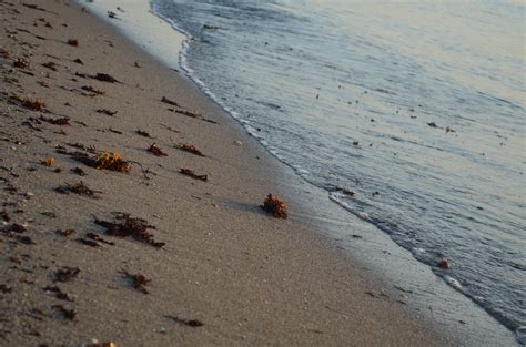 Hintergrundbilder Meer Wasser Ufer Sand Pflanzen Strand Küste