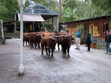 Bullock Team Timber Town Wauchope Nsw Bullock Team At Flickr