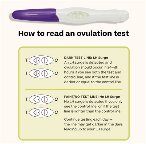 Stix Ovulation Tests Explained Milled