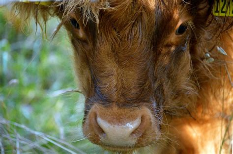 Free Highland Cattle Nature Images Pixabay