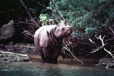 Save Our World: Hewan Langka : Badak Bercula Satu ( overall background)