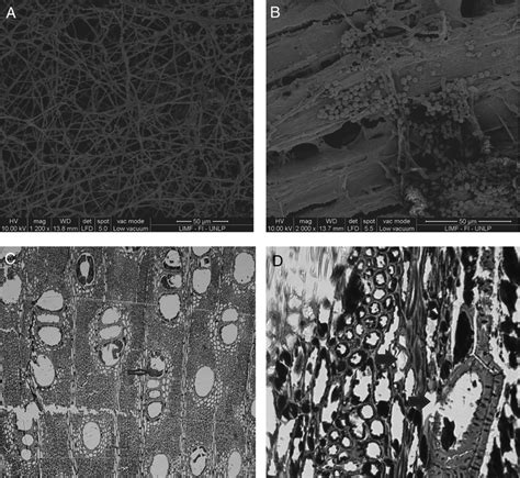 Microscopy Of Deteriorated Wood Samples Panel A Scanning Electron