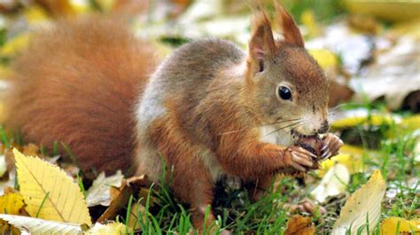 Bauernregeln für Oktober Prognose für den Winter Welches Wetter