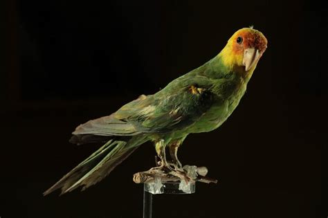 Carolina Parakeet Extinction Was Driven By Human Causes Dna Sequencing