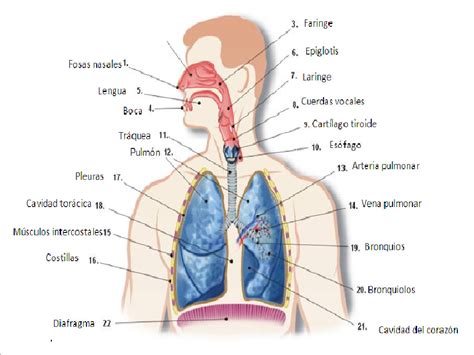 Sistema Respiratorio Diagrama Con Etiquetas Porn Sex Picture