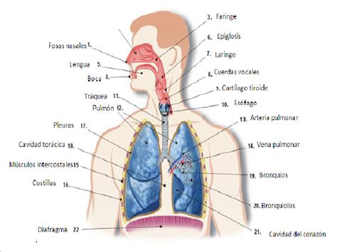 Esquema Del Aparato Respiratorio Con Nombres Respiratory System