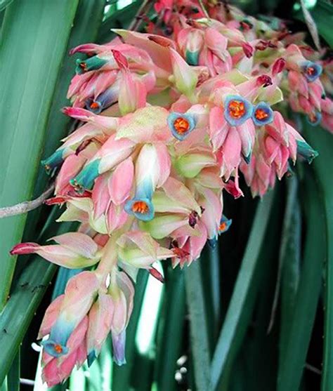 Las Plantas M S Raras Y Extremadamente Bellas Del Planeta