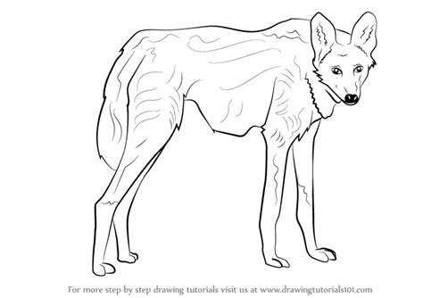 Learn How to Draw a Maned Wolf (Wild Animals) Step by Step : Drawing Tutorials