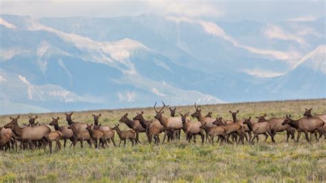 Magnificent elk stampede across Colorado mountains during migration | Advnture