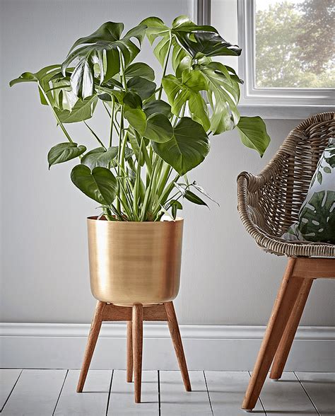 Trendy Plant Pots Were Loving Right Now Indoor Plant Pots Large Indoor Plants Indoor Flowers