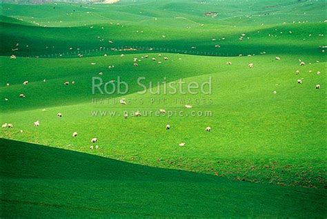 Sheep Grazing On Rolling Hill Country From The Napier Taihape Road