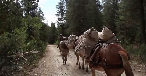 VIDEO Learn All About The Marine Corps Mule Packing Course American