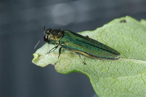 Emerald Ash Borer Ns Invasive Species Council