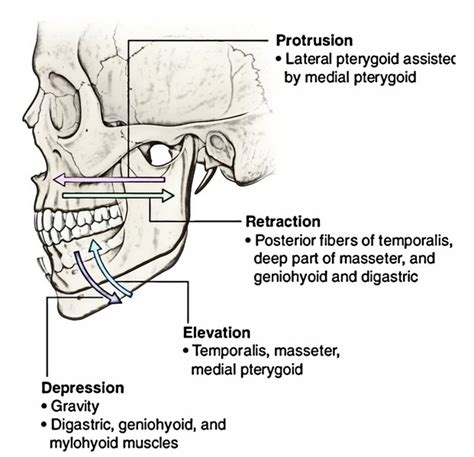 Temporomandibular Joint Earths Lab