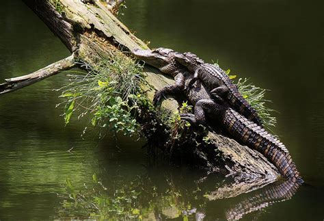 Mama Alligator With Her Baby Photograph by Paulette Thomas