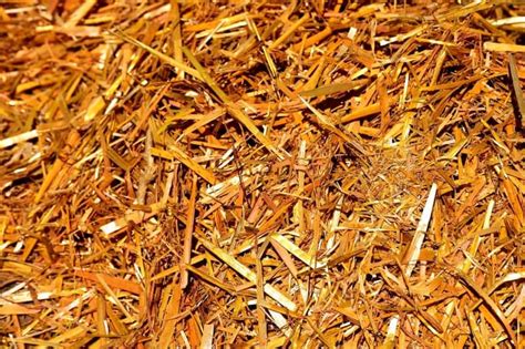 Hay vs. Straw