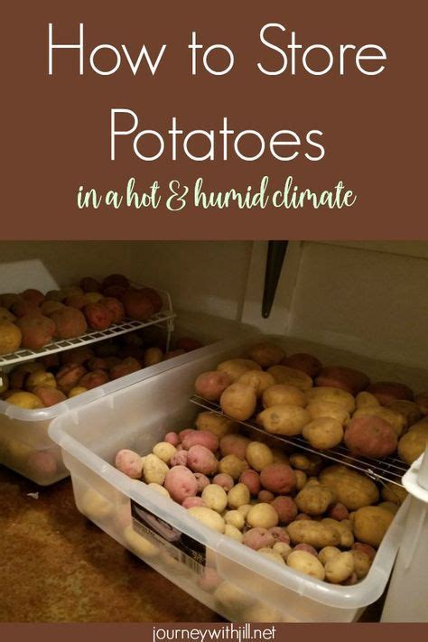 How To Store Potatoes The Right Way Artofit