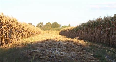 Sequía En El Campo De Guanajuato Pone En Riesgo A 60 Mil Hectáreas De