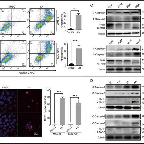 Lycorine Hydrochloride Induces Apoptosis In Gastric Cancer Cells A B