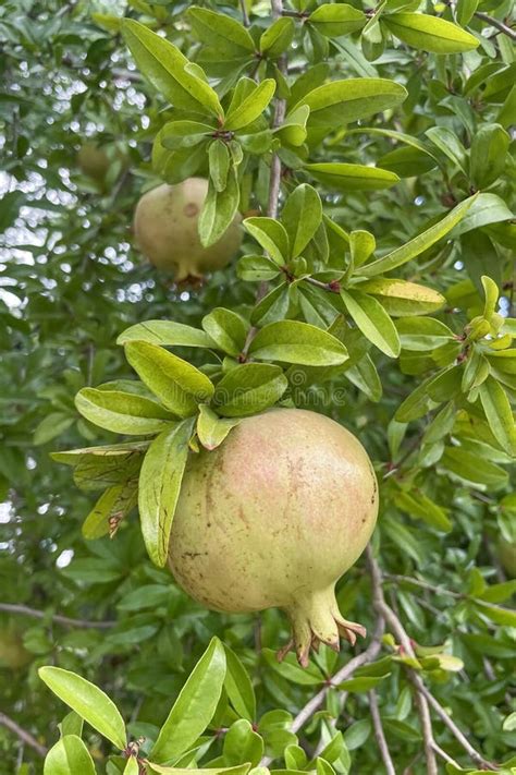 Pomegranates Waiting To Ripen.reveals an Important Stage in the Life ...