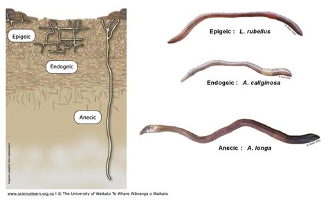 Earthworm niche groupings — Science Learning Hub