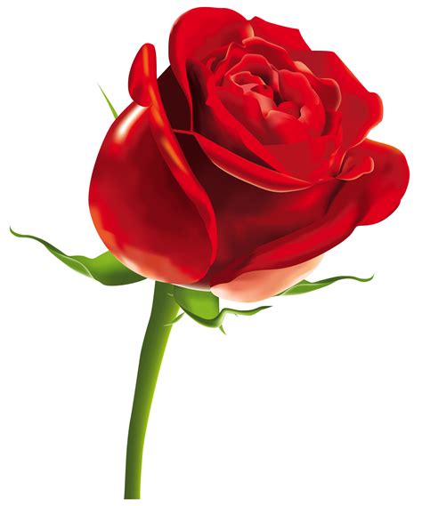 Red Rose Png Red And Pink Roses Flower Rose Images Flower Art Art