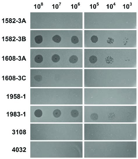 The Spot Assay On ST4 B Cereus Strains By DLc1 With Stepwise