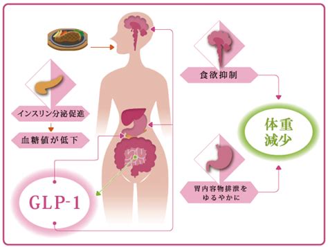 GLP-1 injection｜Eri Clinic Omotesando