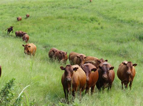 UP GEORGE COWS Up George Bonsmaras