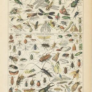 Insects Art 1922 Vintage Old Insects Print Bugs Art Biology Poster