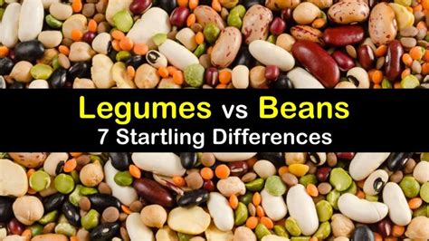 Are Legumes And Beans The Same