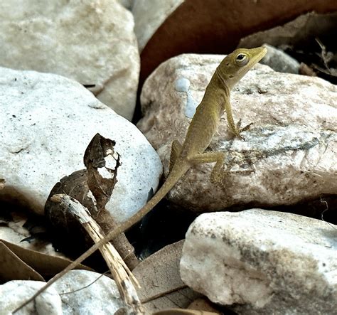 Lizard Babies Saw These Guys Last Week Right Outside My Door About 2