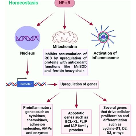 | Diverse roles of NF-κB in regulation of homeostasis. NF-κB plays a ... 