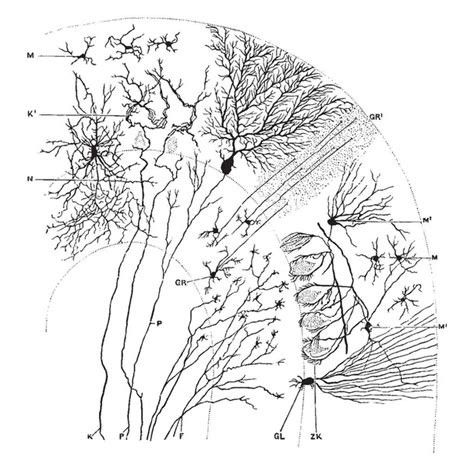 Transverse Section Free Stock Vectors