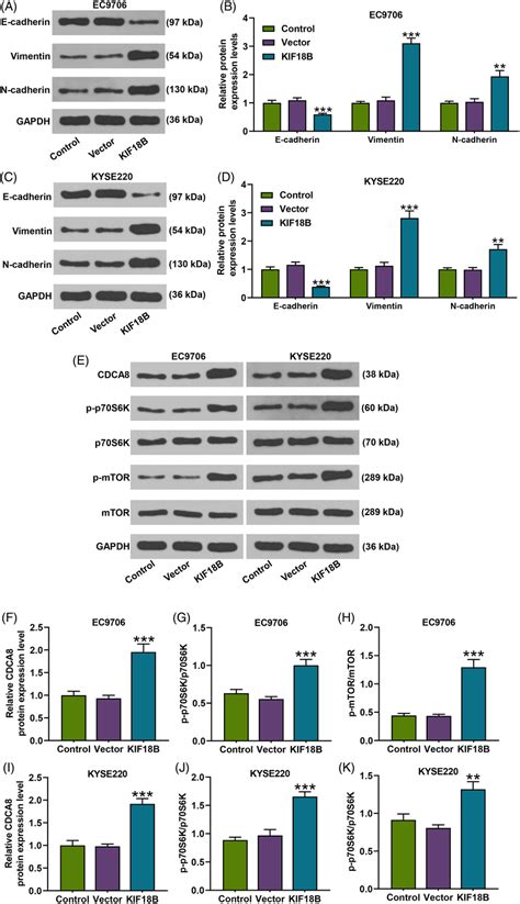 The Effects Of KIF18B Overexpression On EMTrelated Proteins And MTORC1