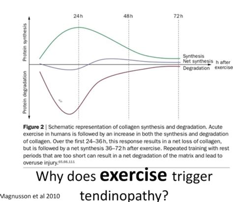 Achilles Tendinopathy - Higher Function Physio & Pilates