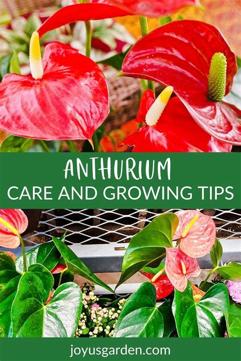 How To Take Care Of Anthurium Plants Indoors Natalie Linda Artofit