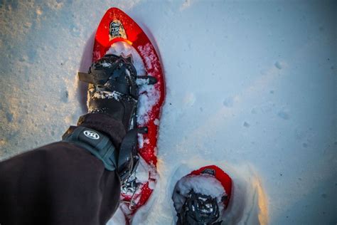 Rovaniemi Schneeschuh Abenteuer In Der Wildnis Getyourguide