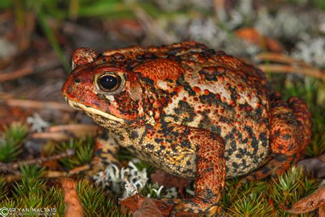 American Toad