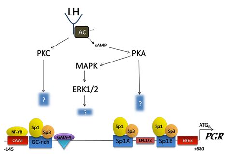 The LH Surge Transcriptionally Regulates PGR Expression In Rodent